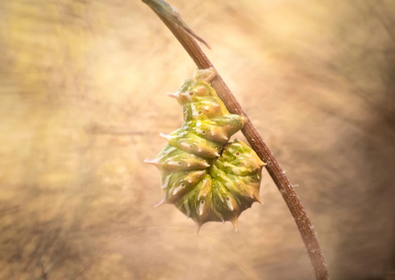 殺菌煙霧劑的原理和效果！